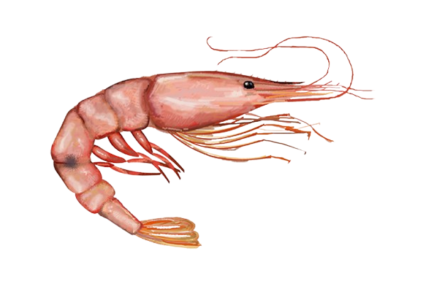 is shrimp halal