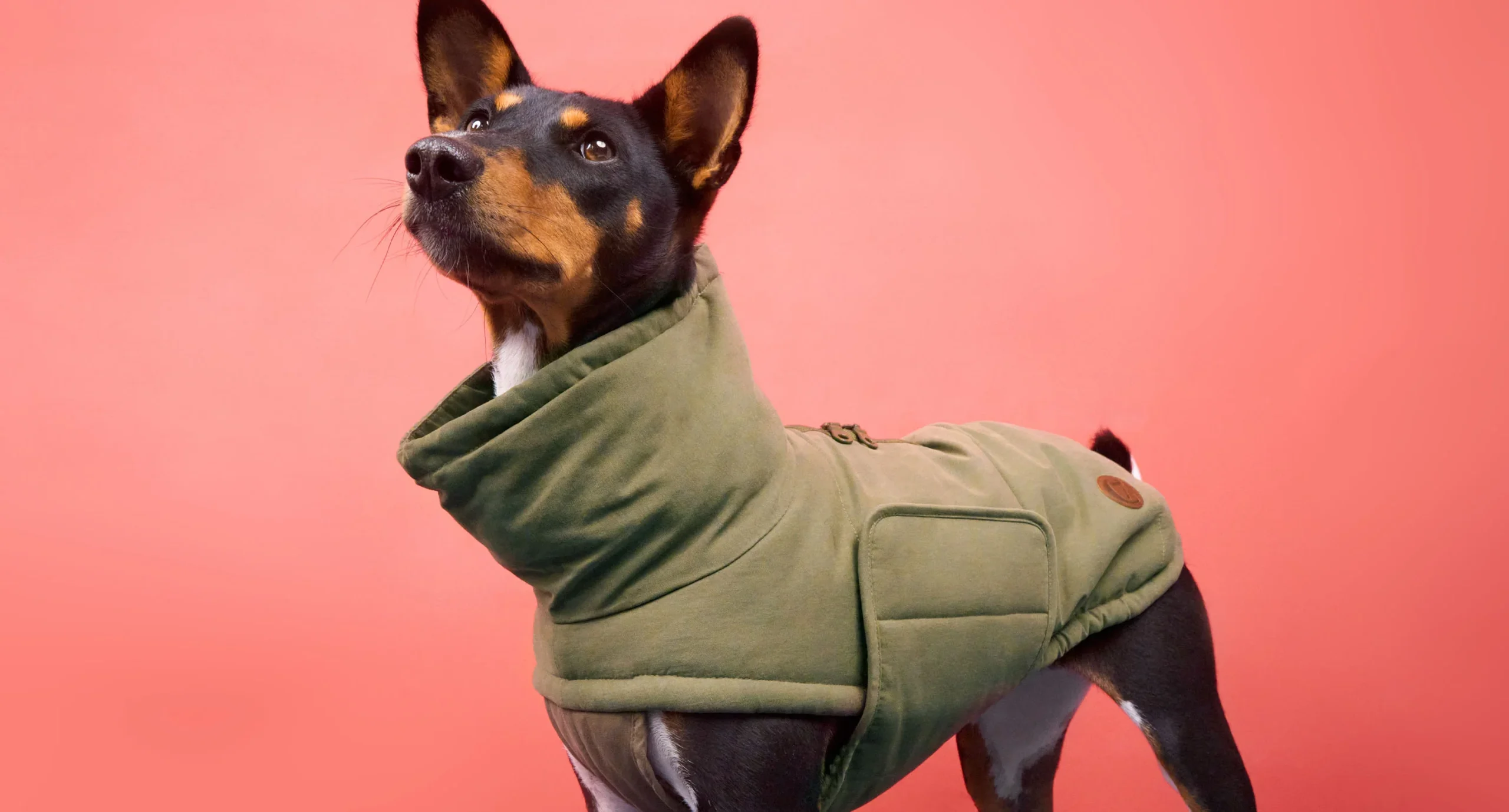 Dog Trench Coat: Combining Fashion with Function for Your Furry Friend
