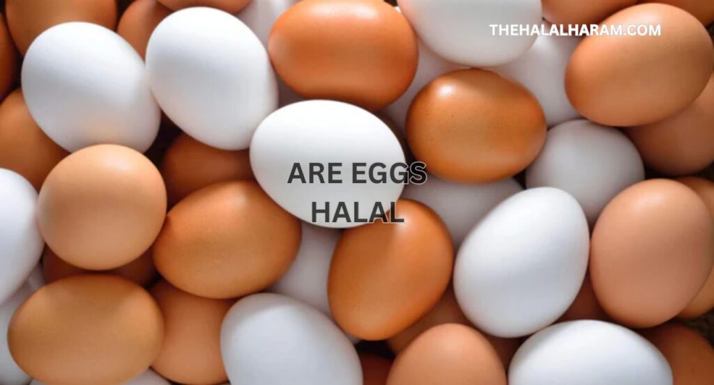 are eggs halal