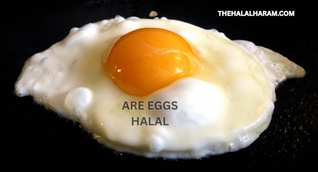 are eggs halal