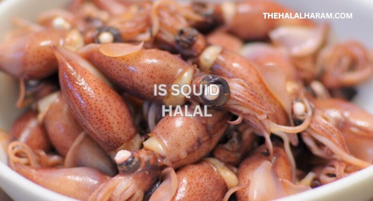 is squid halal